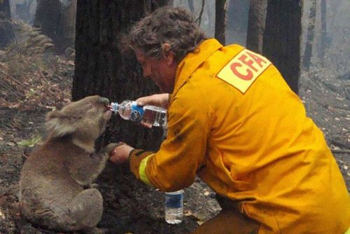 Nhân viên cứu hỏa cho một con gấu koala uống nước khi đám cháy rừng dữ dội xảy ra ở tiểu bang Victoria, Australia năm 2009.