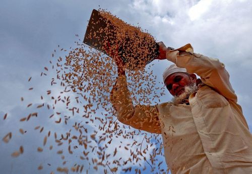  Đối với gạo, giá dự kiến sẽ duy trì ở mức cao. Ảnh: Reuters. 