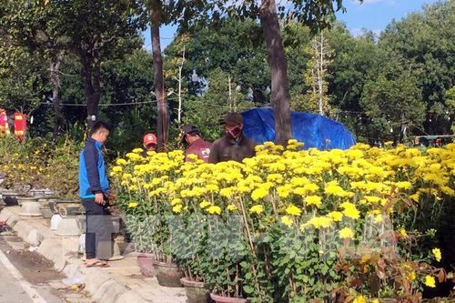Thị trường hoa và cây cảnh tại Hà Tĩnh lại nhộn nhịp với nhiều loại hoa, cây cảnh độc lạ. Ảnh: Công Thử - TTXVN