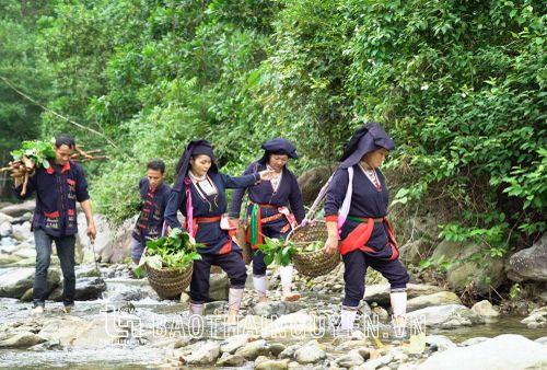 Dịp đầu năm, người Dao cùng nhau lên rừng hái lá về làm cao, thuốc chữa bệnh.