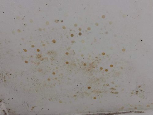 Trần nhà bị nấm mốc do nồm.