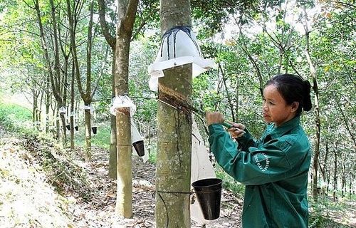 Giá cao su kỳ hạn tiếp tục giảm trong phiên sáng ngày 13/2 (Ảnh: Đức Tưởng)
