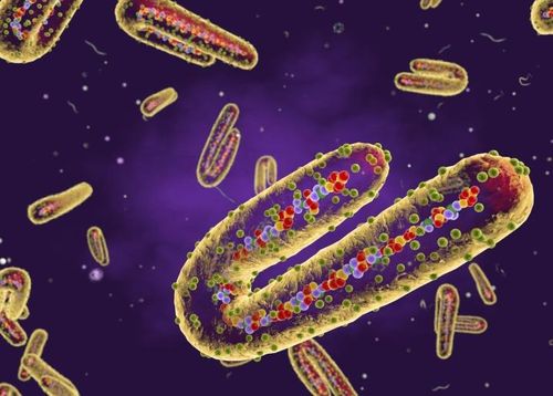 Hình ảnh mô tả virus Marburg. (Ảnh: Getty)