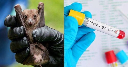Virus Marburg thường xuất hiện ở loài dơi ăn quả Rousettus aegyptiacus tại Châu Phi.