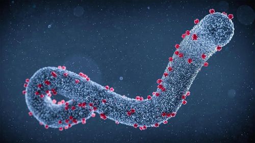 Marburg virus khiến người bệnh sốt, mệt mỏi, nôn ra máu và tiêu chảy và có thể dẫn đến tử vong. Ảnh: Medpage Today.