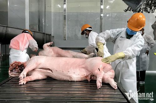 Nhà máy giết mổ công nghiệp sẽ khó cạnh tranh được với các điểm giết mổ thủ công. (Ảnh minh họa: Tâm An)