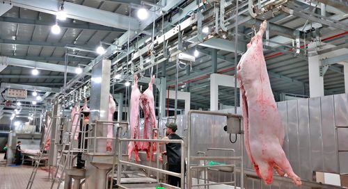 Tp.HCM đang nỗ lực công nghiệp hóa hoạt động giết mổ gia súc, gia cầm trên địa bàn sau 10 năm trễ hẹn.