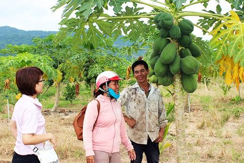 Chính sách cho vay vốn ưu đãi đã giúp nhiều hộ nghèo ở huyện Diên Khánh đầu tư phát triển kinh tế.