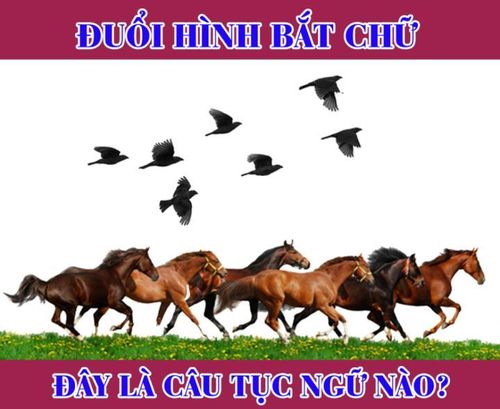 Câu tục ngữ này là gì?