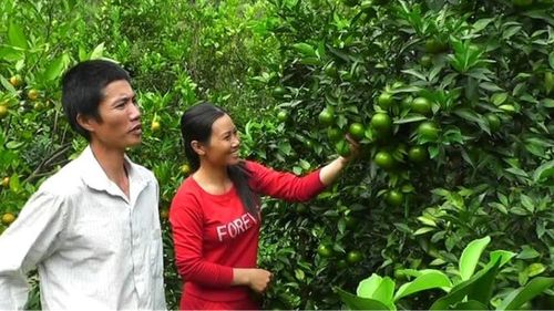Gia đình anh Nguyễn Văn Đoàn là hộ tiên phong trồng cây ăn quả ở thôn Yên Bình, xã Hưng Thịnh
