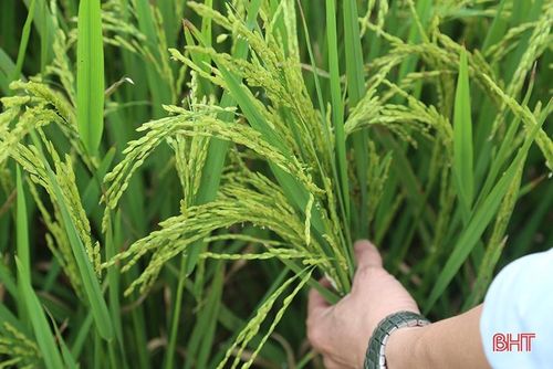 Giai đoạn trổ bông tập trung của lúa xuân ở Hà Tĩnh là từ ngày 20 - 25/4.