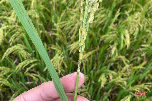 Vết bệnh đạo ôn cổ bông tại trên lúa tại xã Xuân Hội (huyện Nghi Xuân).