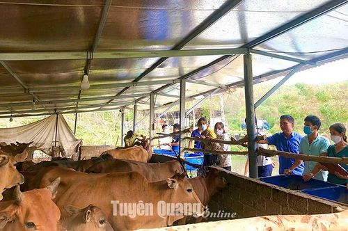 Hộ nghèo, hộ cận nghèo xã Kim Quan (Yên Sơn) lựa chọn bò sinh sản từ Dự án hỗ trợ hộ nghèo vay không tính lãi từ nguồn vốn của Trung ương. 