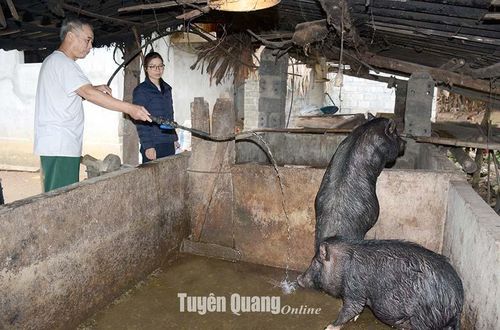 Hộ ông Chẩu Văn Biệt, thôn Nà Lung, xã Thượng Lâm (Lâm Bình) vươn lên thoát nghèo từ chăn nuôi.