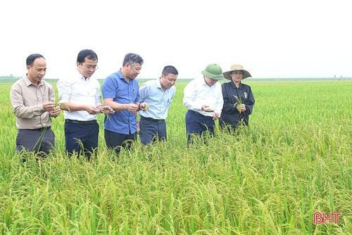 Trung tâm Bảo vệ thực vật vùng khu 4 (Cục Bảo vệ thực vật) và Chi cục Trồng trọt và Bảo vệ thực vật (Sở NN&PTNT) tỉnh kiểm tra diễn biến bệnh đạo ôn cổ bông trên lúa tại xã Xuân Hội (huyện Nghi Xuân).