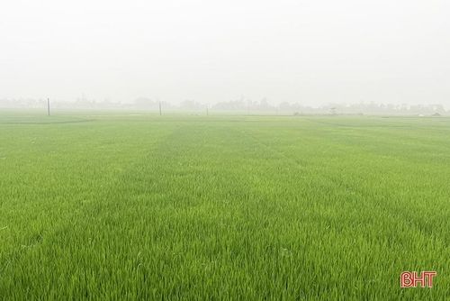 Những ngày qua, thời tiết duy trì trạng thái âm u, độ ẩm trong không khí cao, sương mù và mưa nhỏ xuất hiện vào đêm và sáng sớm.