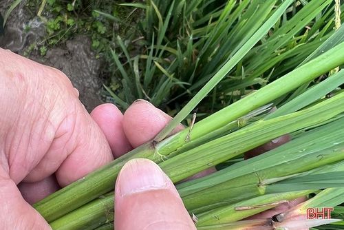 Vết bệnh của đạo ôn cổ lá trên cánh đồng của xã Lâm Trung Thủy, huyện Đức Thọ.