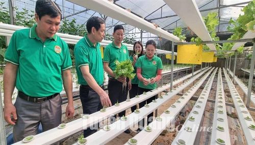 Anh Trần Văn Minh, Chủ tịch Hội Nông dân xã Kim Phú (đứng thứ 3 từ trái sang) đưa cán bộ Hội Nông dân thành phố và Hội Nông dân các xã, phường tham quan mô hình trồng rau thủy canh trong nhà lưới của hội viên Hoàng Mạnh Cường, thôn 11, xã KIm Phú.
