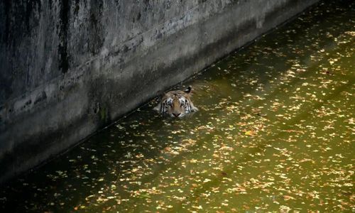 Một con hổ Bengal hoàng gia bơi tại vườn thú quốc gia Bangladesh ở Dhaka. Ảnh: Syed Mahamudur Rahman/NurPhoto/Shutterstock.