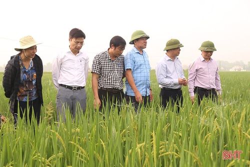 Đoàn công tác của Cục Bảo vệ thực vật (Bộ NN&PTNT) kiểm tra thực địa đồng ruộng tại các huyện Đức Thọ.