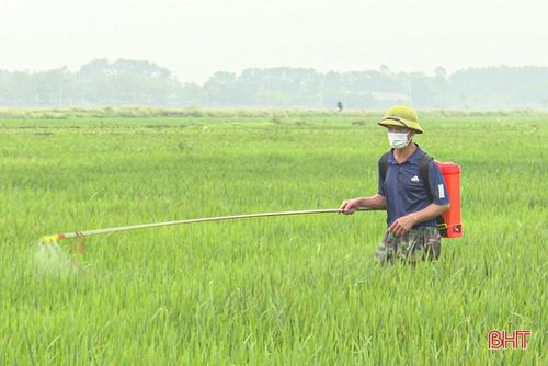 Hiện nay, bà con nông dân cũng đang tranh thủ thời tiết thuận lợi hơn để phun phòng đạo ôn cổ bông.