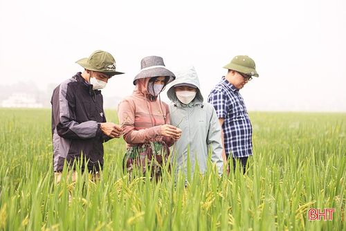 Cán bộ Chi cục Trồng trọt & BVTV tỉnh kiểm tra tình hình phát sinh dịch đạo ôn lá tại các địa phương.