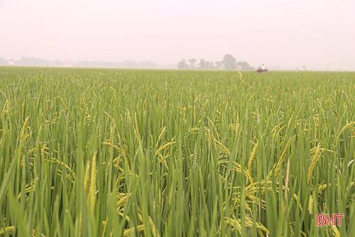 Hà Tĩnh có hơn 5.200 ha lúa, tập trung tại huyện Đức Thọ, Nghi Xuân, Can Lộc, Thạch Hà… đã trổ bông.