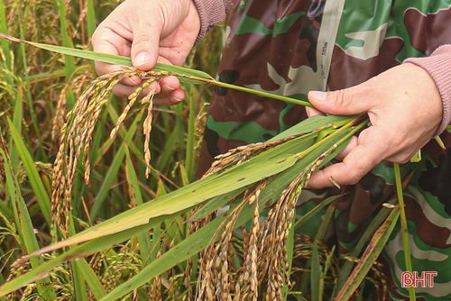 Vết bệnh của đạo ôn cổ bông tại huyện Nghi Xuân.