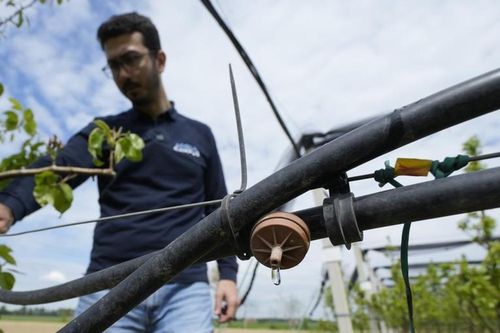 Nông dân Italy sử dụng hệ thống tưới tiêu nhỏ giọt để đối phó với tình trạng cạn kiệt nguồn nước. Ảnh: AP