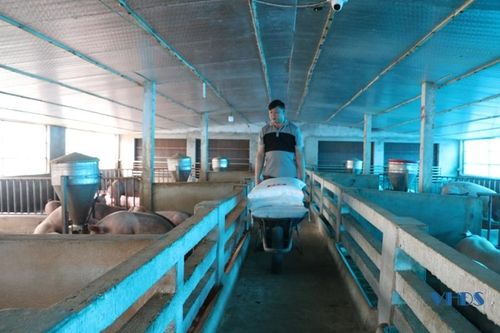 Ông Nguyễn Văn Thông - một giáo dân hiện là Bí thư chi bộ, kiêm Trưởng thôn 4 cho biết: “Ở thôn 4 kinh tế nông nghiệp vẫn là chính. Người dân ngoài trồng trọt (trồng lúa, trồng ớt xuất khẩu) thì còn đầu tư cho chăn nuôi gia trại để phát triển kinh tế. Năm 2022, thu nhập bình quân đầu người của người dân thôn 4 đạt trên 70 triệu đồng/người/năm”.