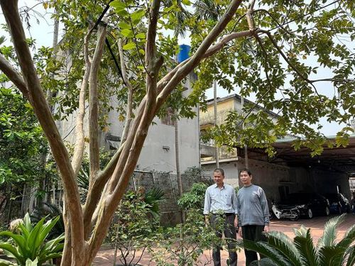 Tác giả và ông Vũ Văn Tinh bên cây ổi Bo trong vườn nhà.