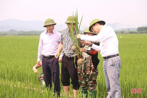 Ngành chuyên môn tăng cường theo dõi, hướng dẫn người dân phòng trừ dịch bệnh trên lúa xuân.