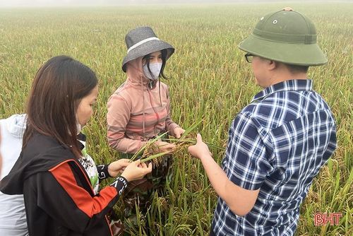 Đạo ôn cổ bông gây hại trên ruộng lúa ở huyện Nghi Xuân.