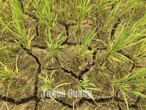 Lúa Xuân của bà con nông dân thôn Thái Bình, xã Cấp Tiến ( Sơn Dương) đã bị xé rễ do khô hạn.