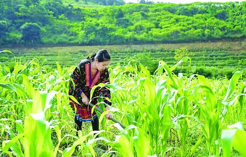Cần quan tâm giải quyết đất sản xuất cho đồng bào dân tộc