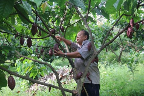 Tham gia xây dựng chuỗi liên kết, trồng ca cao xen điều giúp cho đời sống của nhiều nông dân, giáo dân ở xã Trung Hòa trở nên sung túc.