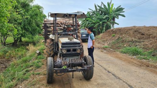 Gỗ điều sau khi chặt bỏ được chở đi bán