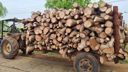 Cây điều bị chặt bỏ 