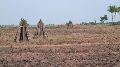 Sau khi chặt bỏ điều, người dân biên giới Chư Prông chuyển sang trồng mì