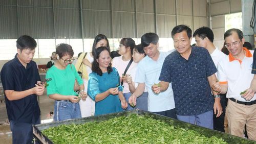 Các thành viên Đoàn Famtrip trải nghiệm quy trình sản xuất, chế biến chè tại Hợp tác xã chè La Bằng (Đại Từ).