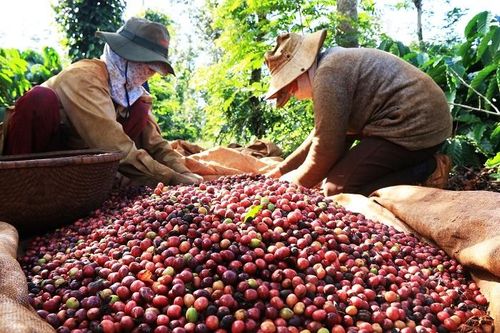 4 tháng đầu năm 2023, xuất khẩu cà phê cả nước đạt 716,58 nghìn tấn