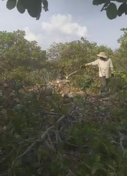 Điều thất bát người dân đồng loạt phá bỏ vườn cây.