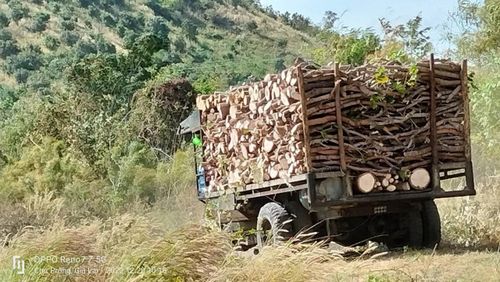 Người dân phó bỏ vườn điều tìm hướng đi mới
