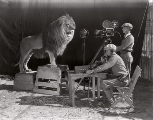 Điểm ấn tượng đã làm nên thương hiệu của MGM (Metro–Goldwyn–Mayer) chính là hình ảnh chú sư tử gầm ở đầu mỗi bộ phim của họ. Trên thực tế, có rất nhiều con sư tử đã được sử dụng cho biểu tượng của MGM. Không rõ 2 người đó cảm thấy như thế nào trong lồng với một con sư tử Nubian hoang dã.