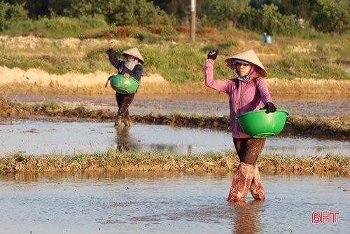 Huyện Cẩm Xuyên đang đẩy nhanh tiến độ gieo cấy lúa hè thu