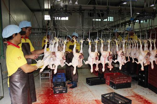 Đến nay 70% cơ sở giết mổ nhỏ lẻ cả nước chưa được cấp phép, chủ yếu sử dụng phương pháp thủ công gây nguy cơ mất an toàn thực phẩm