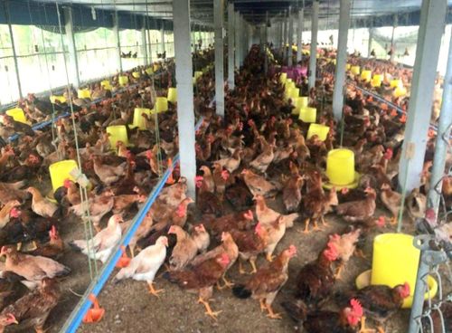 Mô hình chăn nuôi gà ri gia đình giáo dân Nguyễn Đình Nghĩa, xóm 4 thuộc giáo xứ Yên Thịnh xã Hưng Yên Bắc, Hưng Nguyên, Nghệ An