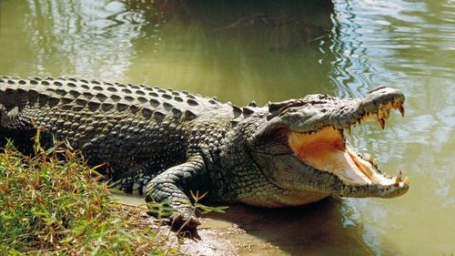 Con cá sấu này trở nên khét tiếng vì liên tục săn lùng bò, la và đáng sợ nhất là con người. Nó tấn công rất nhiều phụ nữ khi họ giặt quần áo bên bờ sông. Họ là nạn nhân dễ dàng, giống như động vật uống nước.