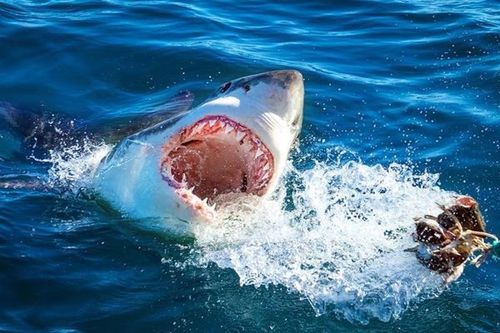 Các vụ cá mập tấn công ở Jersey Shore lập tức đã đi vào văn hóa phổ thông Mỹ, nơi cá mập trở thành đại diện cho mối nguy hiểm của các bức biếm họa trong các bức tranh biếm họa chính trị. Các cuộc tấn công đã truyền cảm hứng cho tiểu thuyết của Peter Benchley "Hàm cá mập" (1974).