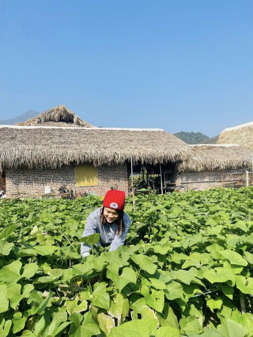 Trải nghiệm hái su su tại vườn.